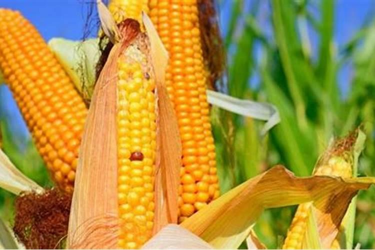 玉米大喇叭口期用液氮肥可以替代尿素吗