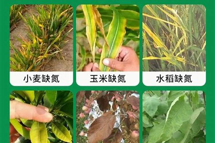 施美特液体氮肥玉米如何使用