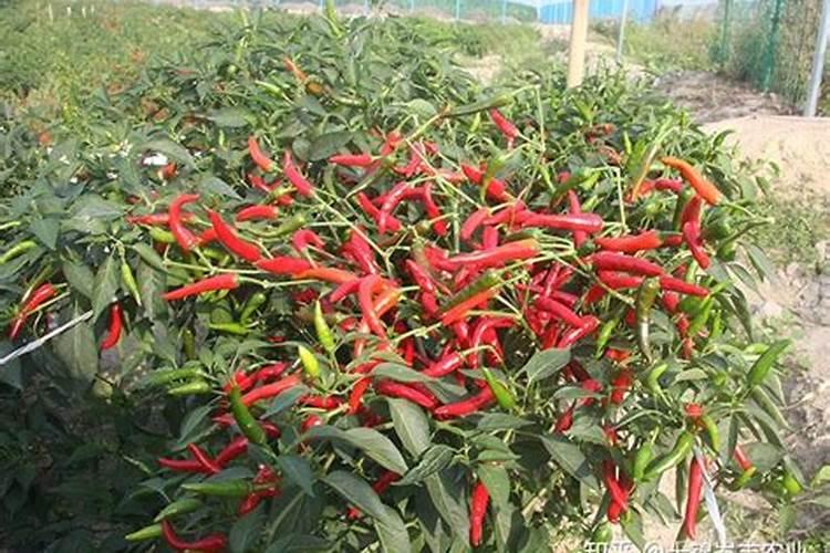 亚磷酸钾能控制辣椒苗期的旺长吗对吗？