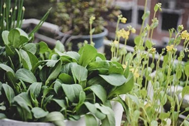 种菜施肥不用愁!记住“氮磷钾”用法口诀