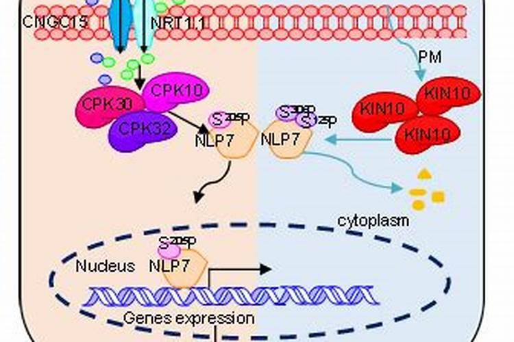 硝态氮能抑制徒长吗