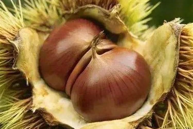 板栗如何施肥才能高产