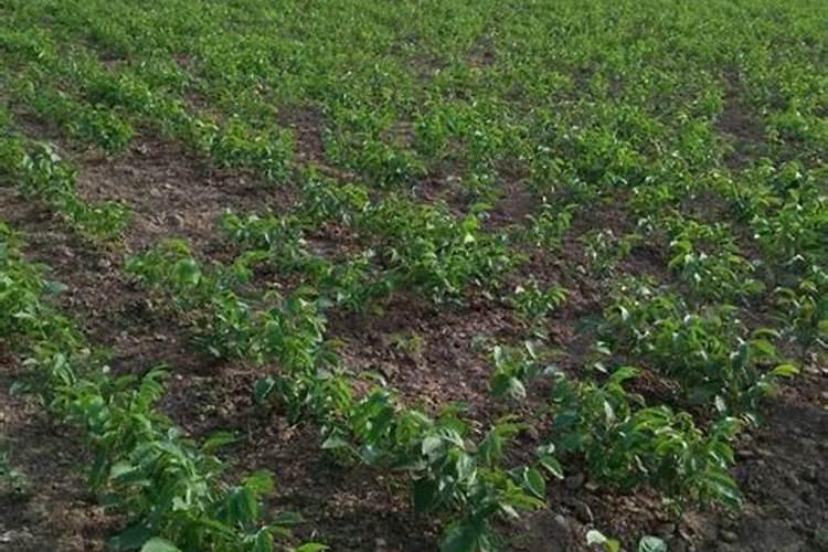 种植核桃的时候,想要高产施什么肥料比较好？