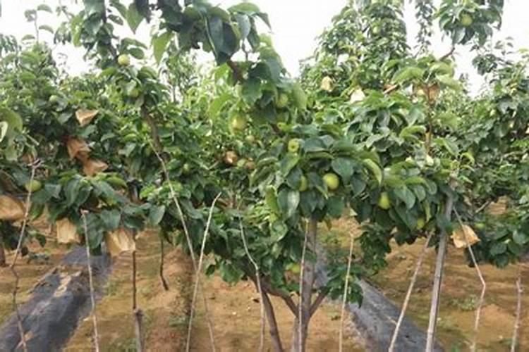 农作物施肥浇水要合理,种梨树如何施肥浇水？