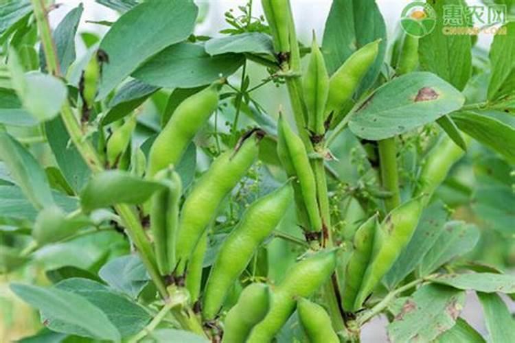 如何种植蚕豆？