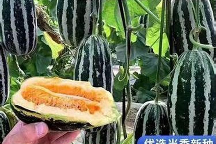 冰糖子甜瓜种植中需要整蔓吗？