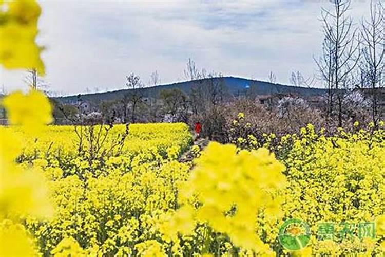 早春稻田油菜田间管理