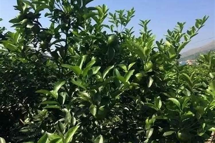 柑橘冬季使用哪些药和叶面肥能促进花芽分化