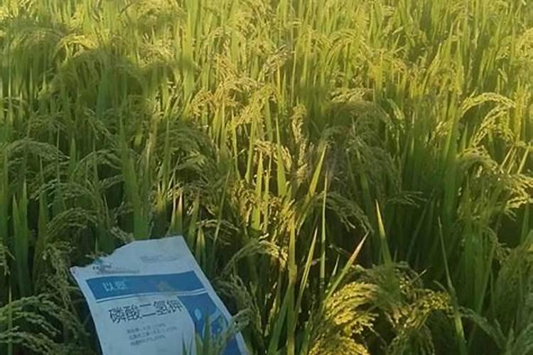 硼肥加磷酸二氢钾对水稻效果