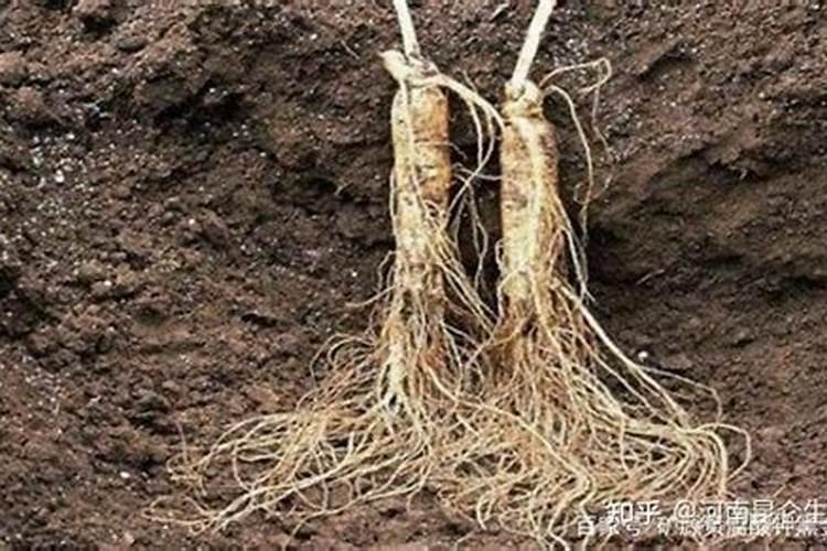 药材生根用什么肥料最好？