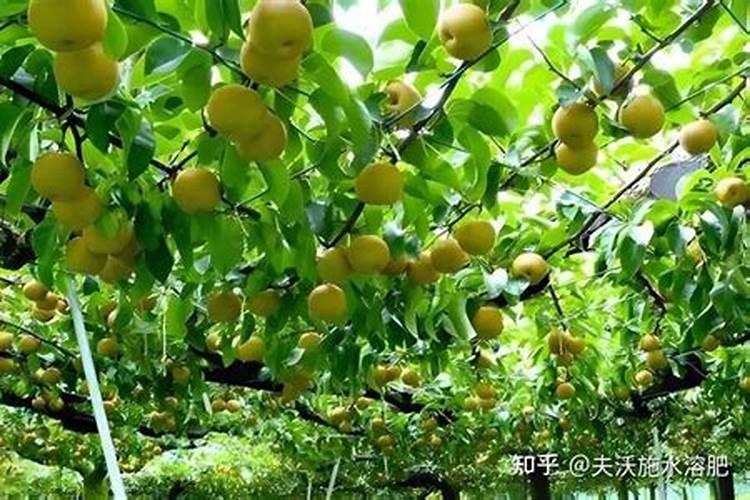 梨树施什么水溶肥最好用？