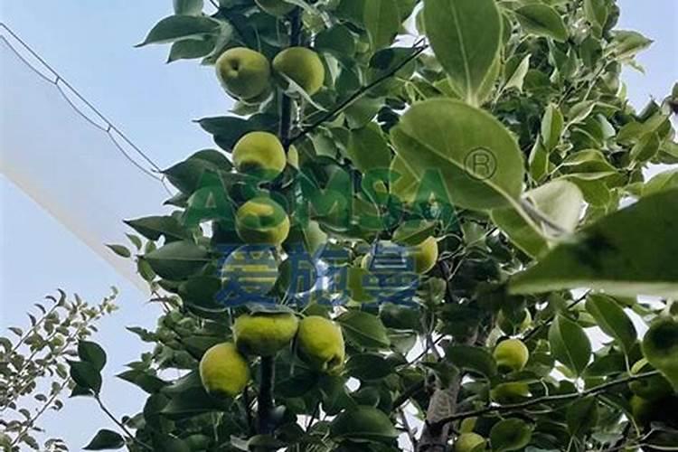 早梨开春施什么肥料好