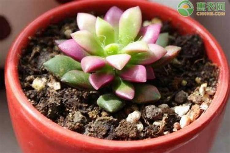 多肉施什么肥好