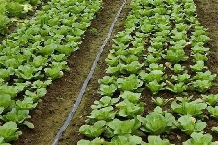 底肥用复合肥后多久可种菜