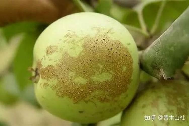 科学施磷钾可防果树病害