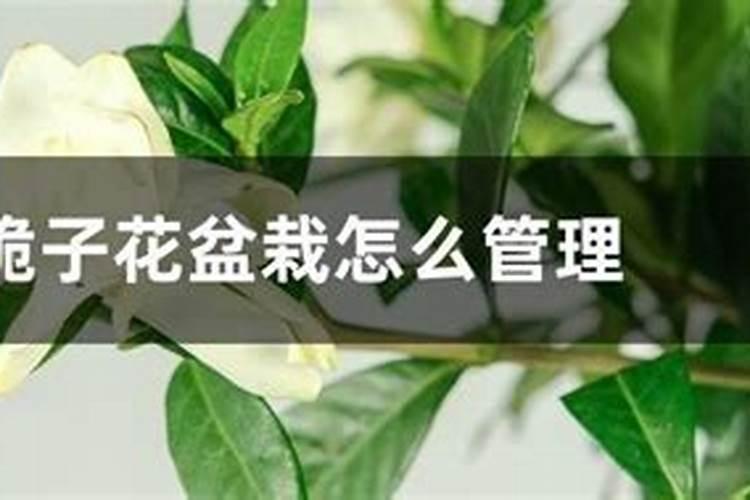 桅子开花期间怎么管理