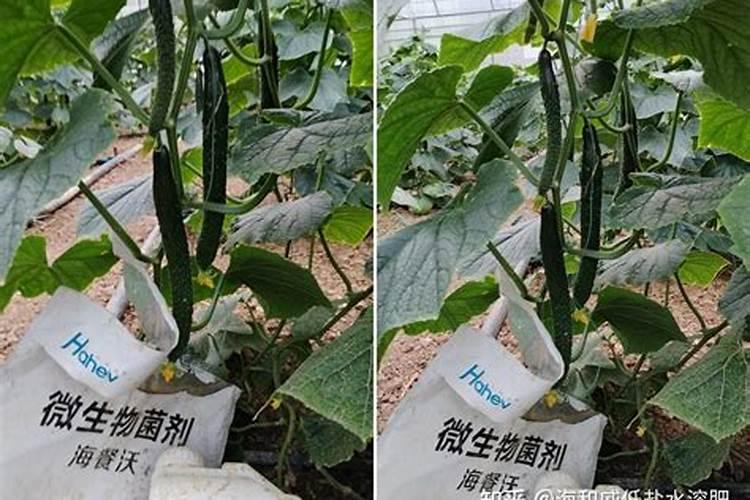 黄瓜施肥新技巧