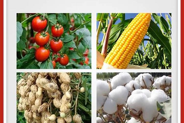 黄瓜喷施多少磷肥既不抑制钙肥吸收还合适？