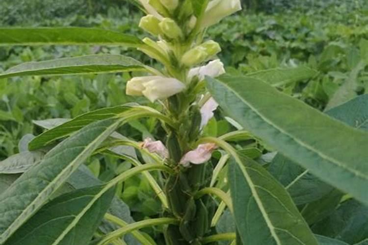 芝麻开花期间有哪些相关管理技巧？