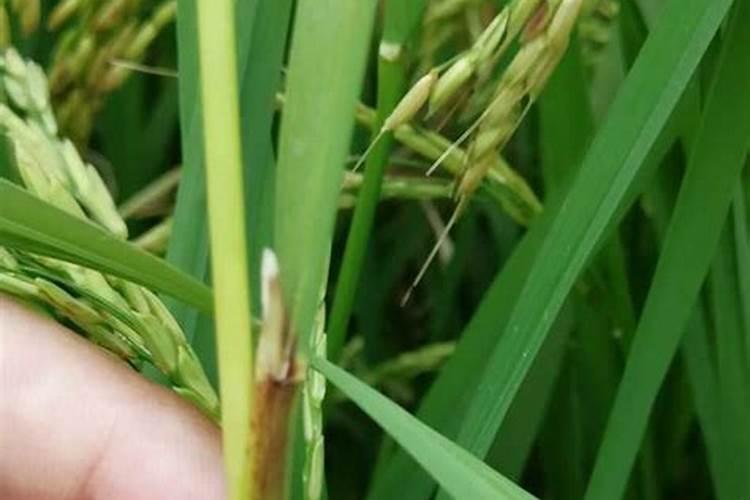 水稻柯叉肥什么时间撒好？