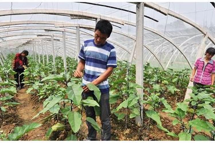 茄子育苗需要施肥吗