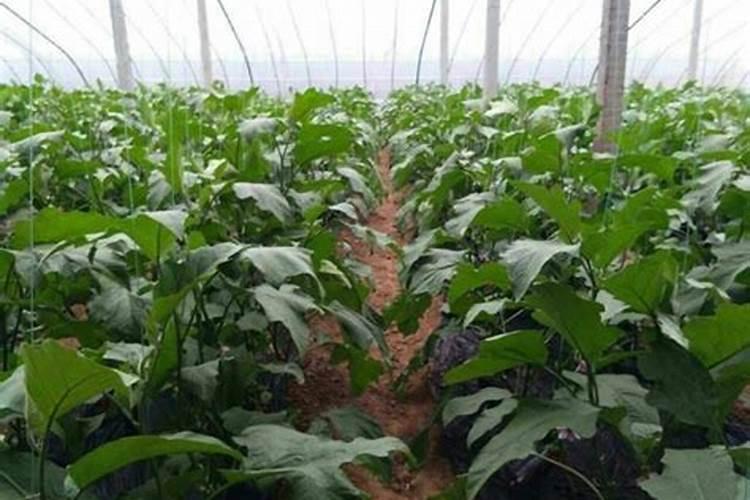 茄子在苗期能施肥吗？施什么肥好？