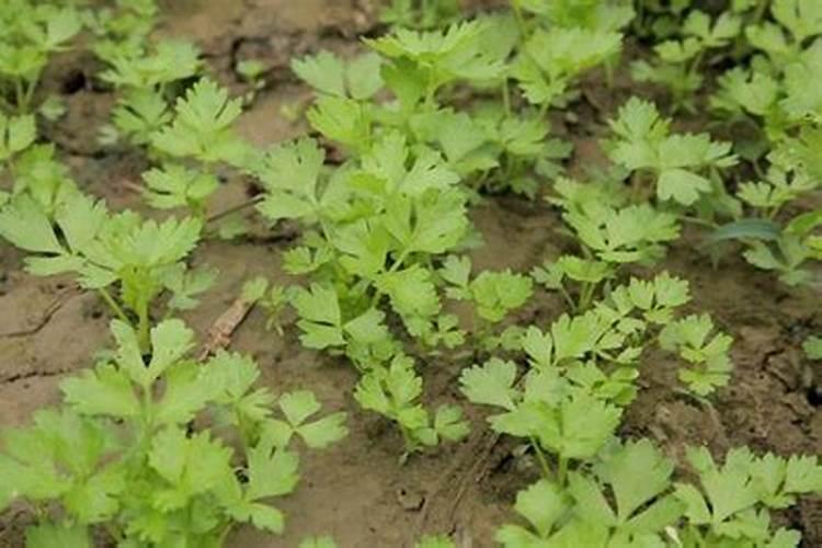 芹菜适用追施肥