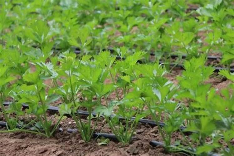 芹菜施肥方法