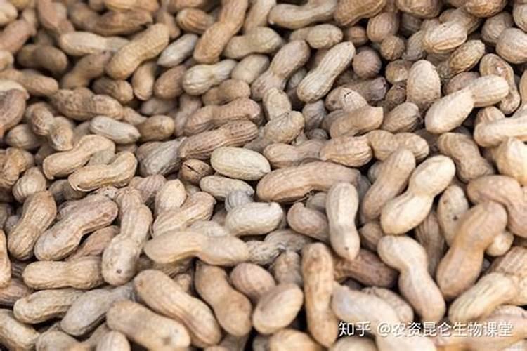 花生结荚期的施肥管理？花生用什么肥料能提高挂果率？
