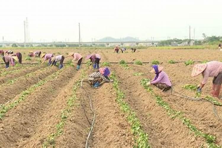 种番薯一亩地放多少斤钾肥