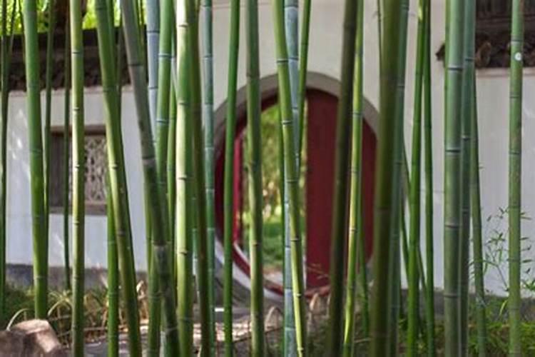 夏威夷竹子怎么养才能更旺盛