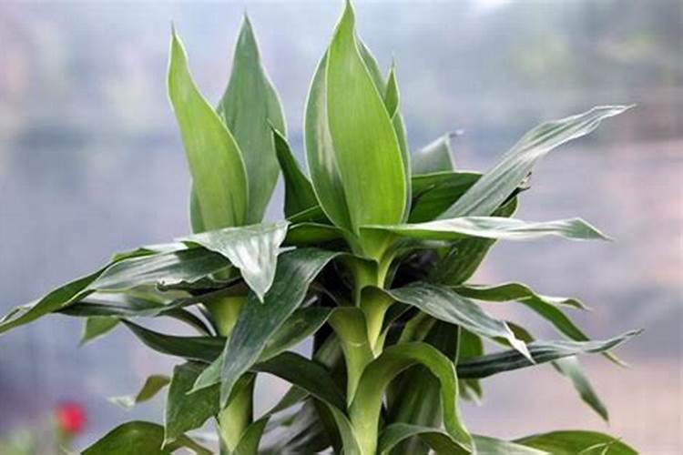 莲花竹什么季节施肥最好