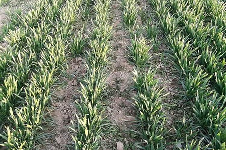 氯化铵追施小麦会烧根吗