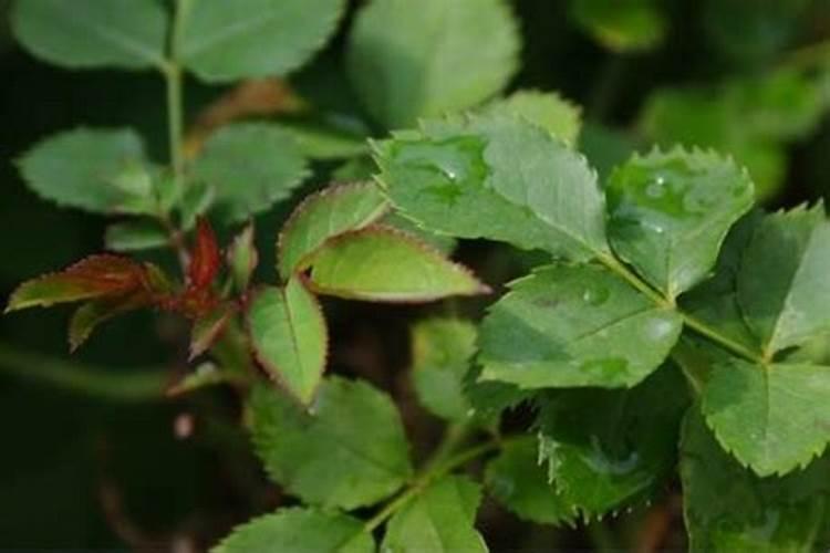 月季花的叶子皱了,本来长得很好的,很多新芽和花苞,前两天浇了肥水就这样...