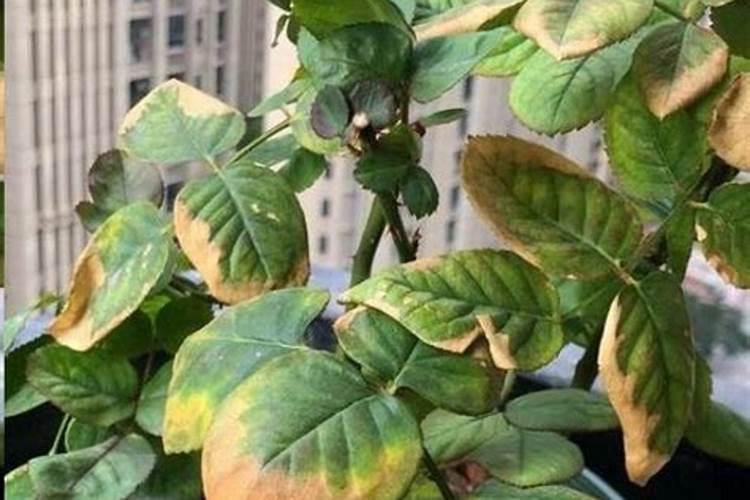 月季肥害症状和处理办法