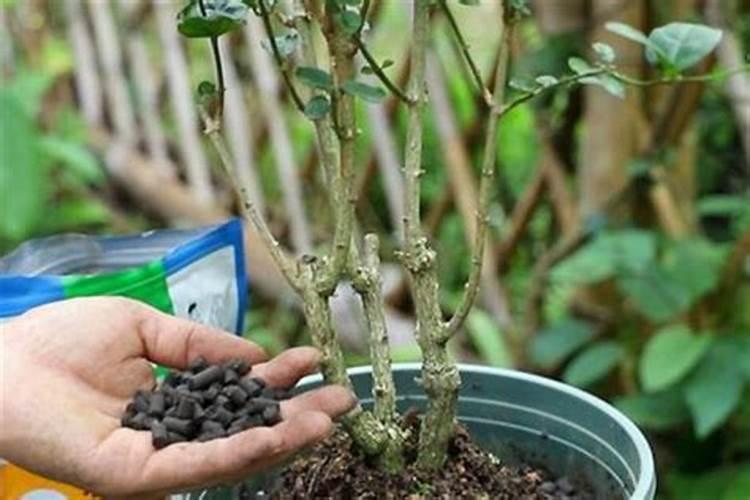 茉莉可以用氮磷钾肥施肥吗？