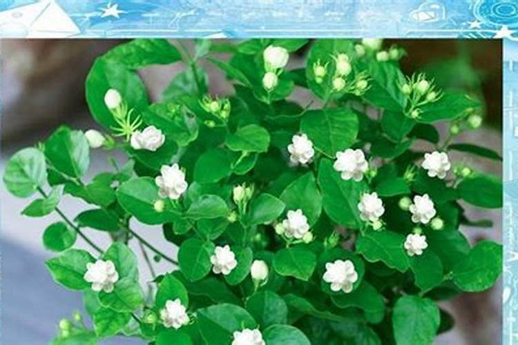 茉莉花的施肥方法