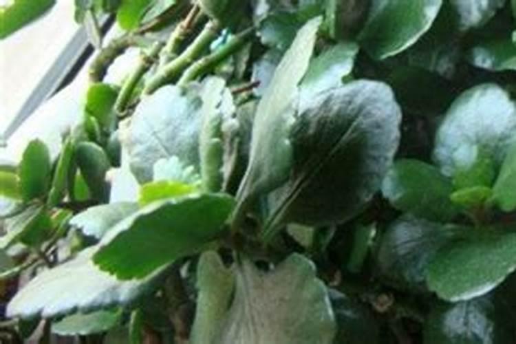 花叶上喷什么叶子油亮