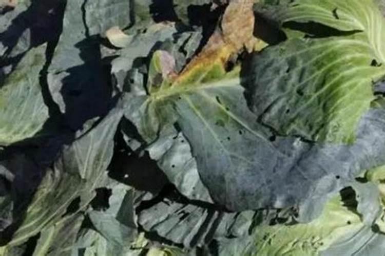 烂菜叶子泡水浇菜可行吗？