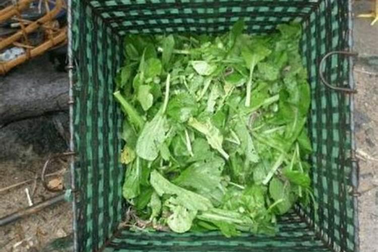 菜叶子可以做肥料吗？