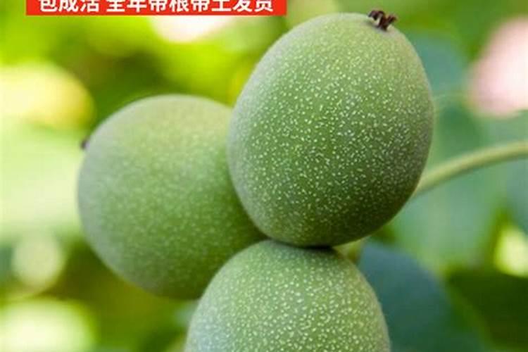 薄皮核桃怎么种植