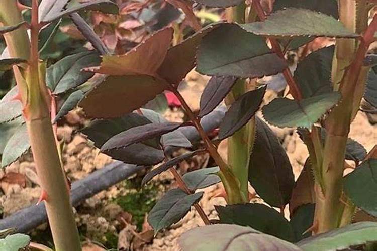 月季笋芽多久施水溶肥一次？