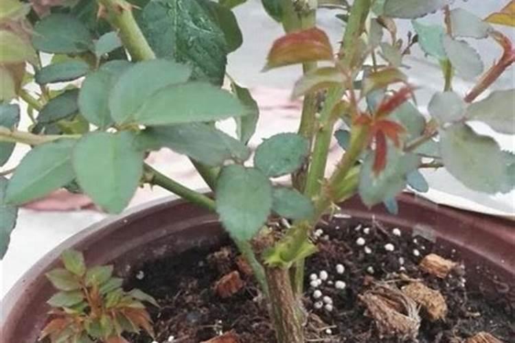 月季冒芽后如何施肥