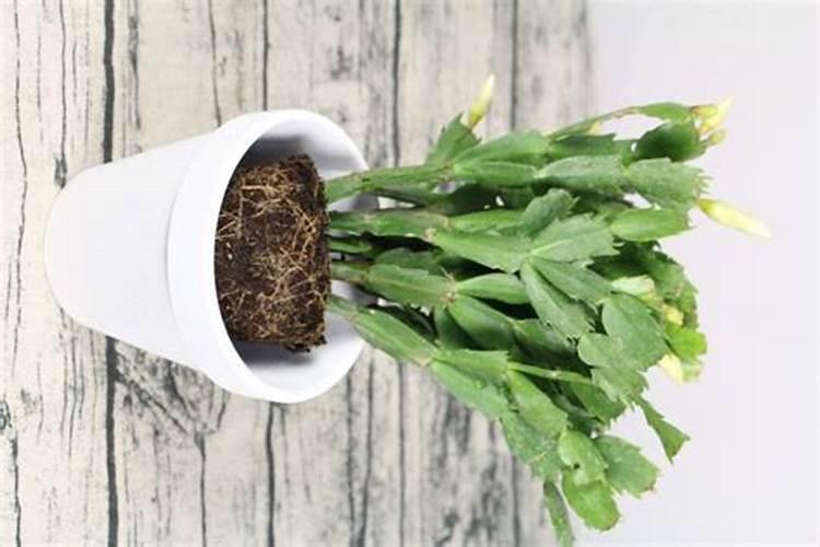 蟹爪兰上什么肥最旺