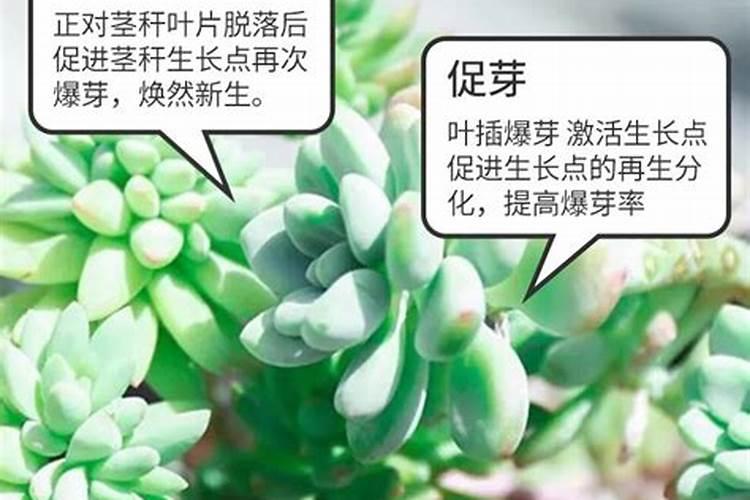 金钱树用多肉专用肥料行吗？