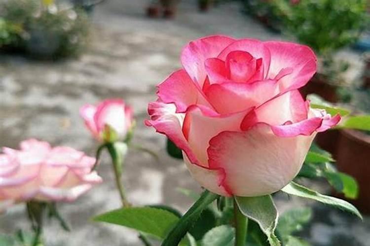 二胺用来养花可以吗？