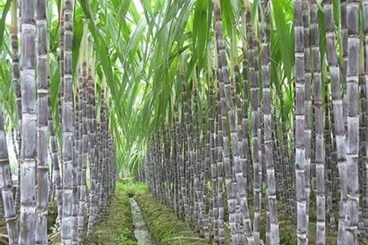 甘蔗小条放什么肥大个子长得快