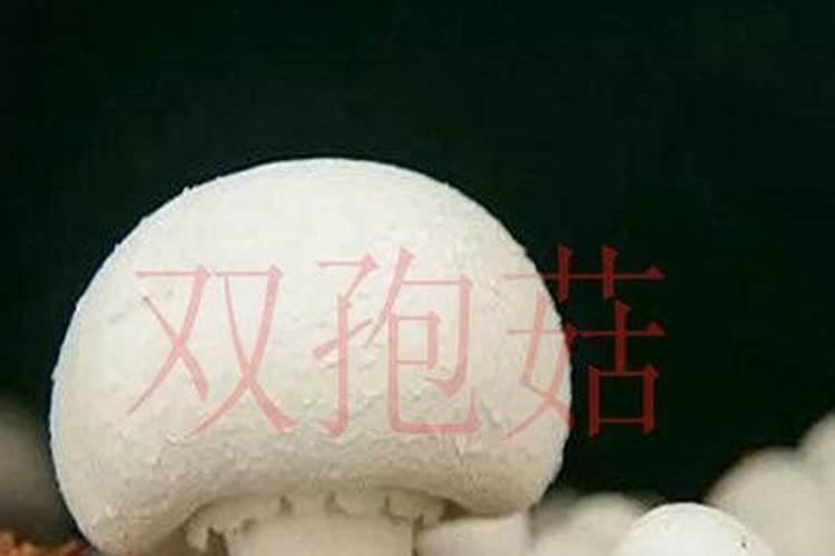 蘑菇菌棒作为肥料应如何处理？