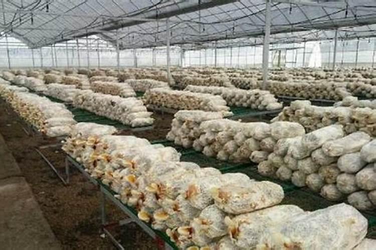 杏鲍菇废菌棒如何处理