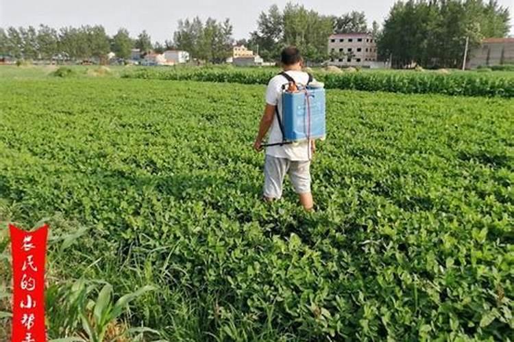 矮壮素药害怎么解？学会3个小技巧,减轻药害促生长